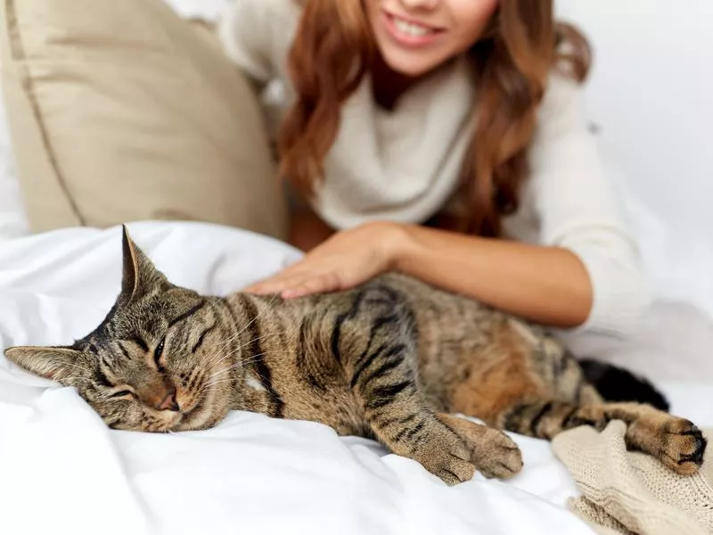 кот спит на вещах. почему кошки ложатся одежду. кошка спит на одежде. маленький чемодан с котиками. кот клептоман.