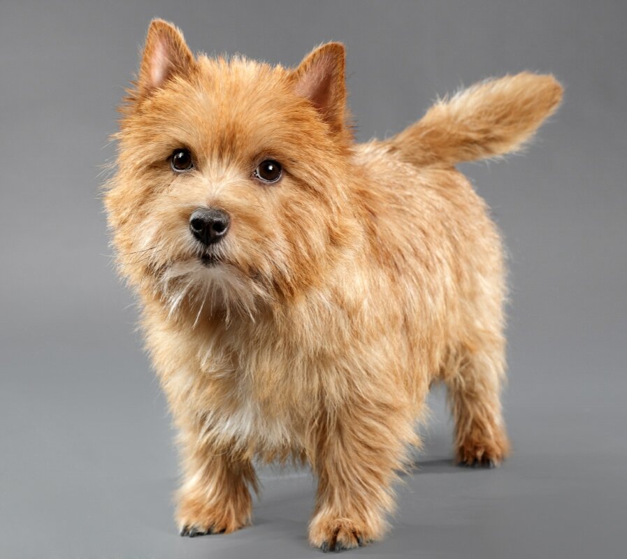 Фото из свободного доступа сети Интернет