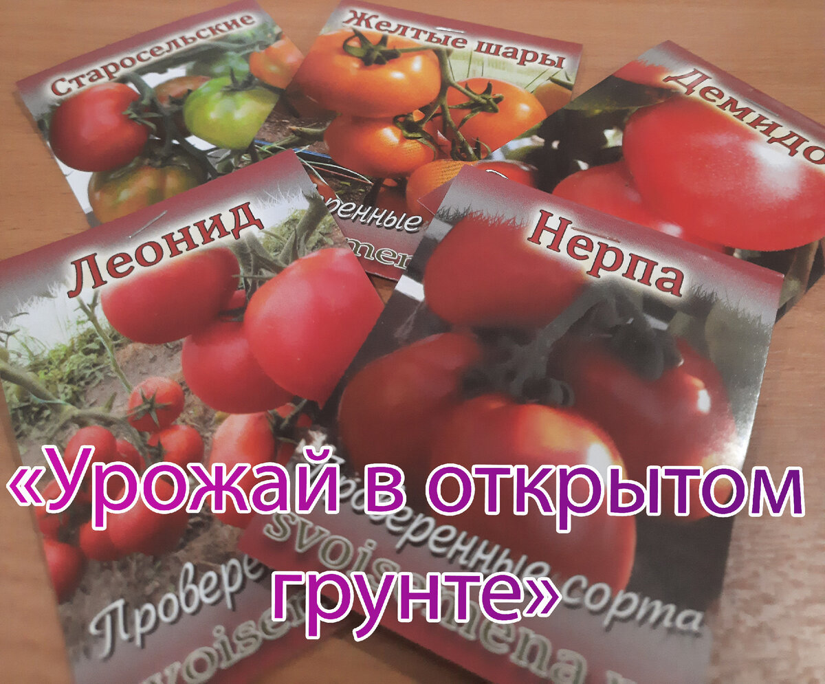 Урожай в открытом грунте" 5 замечательных сортов томатов Огород - сад Медведевых