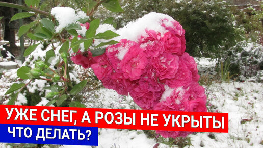 Download Video: Уже снег, а розы не укрыты - что делать?