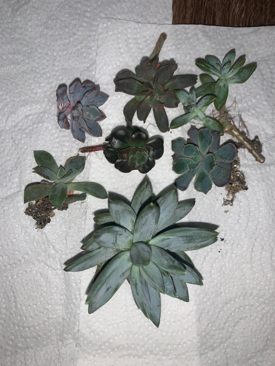 Черенки для рассады