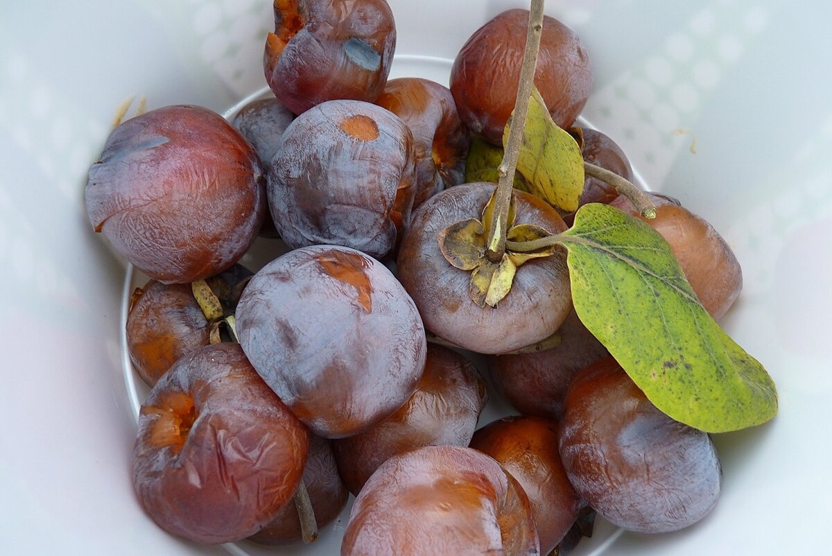 хурма саженцы. айва хурма яблоко гуарана. яблочная хурма. хурма виноград айва яблоки. хурма шарон.