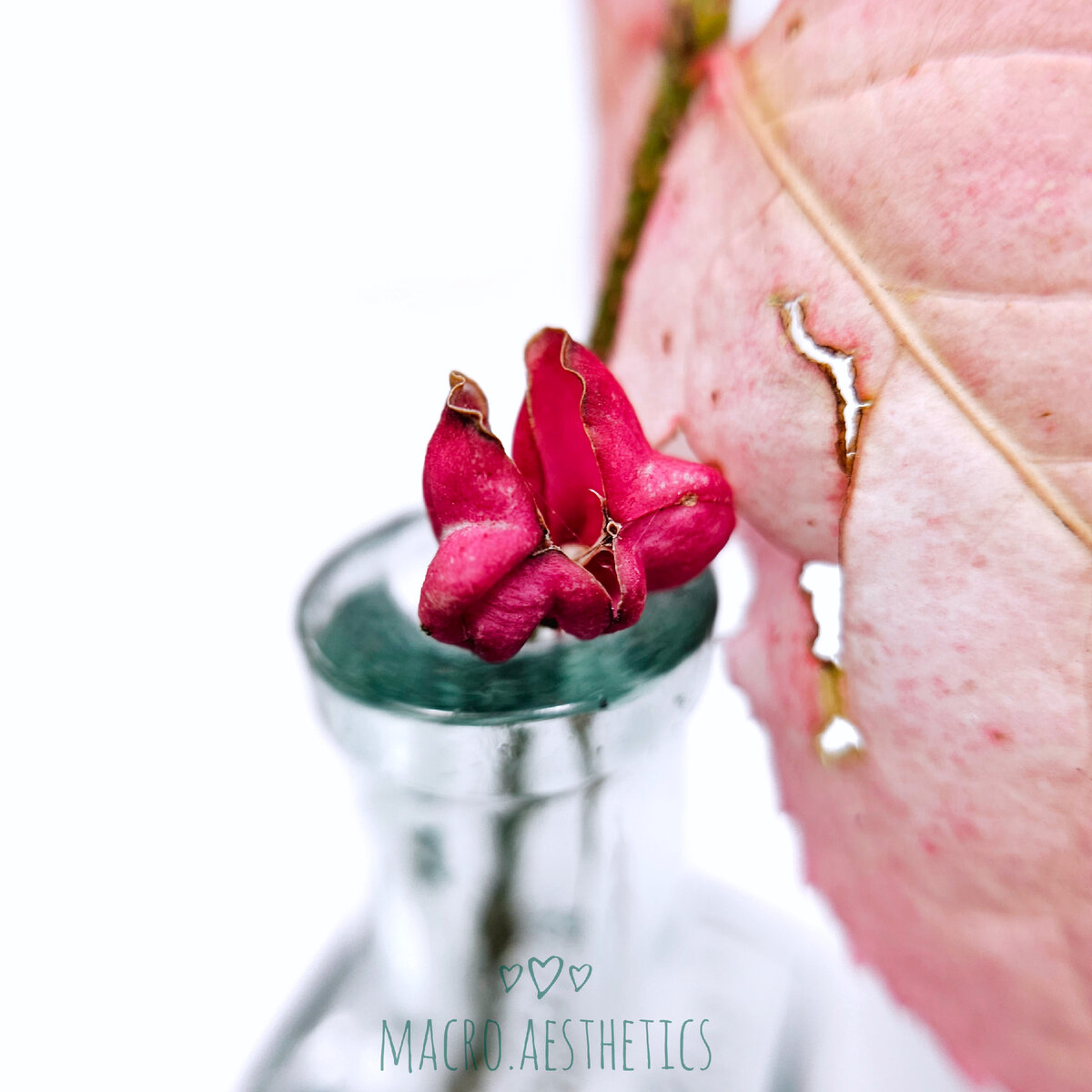 Макрофотография автора. Раскрытый плод бересклета малоцветкового