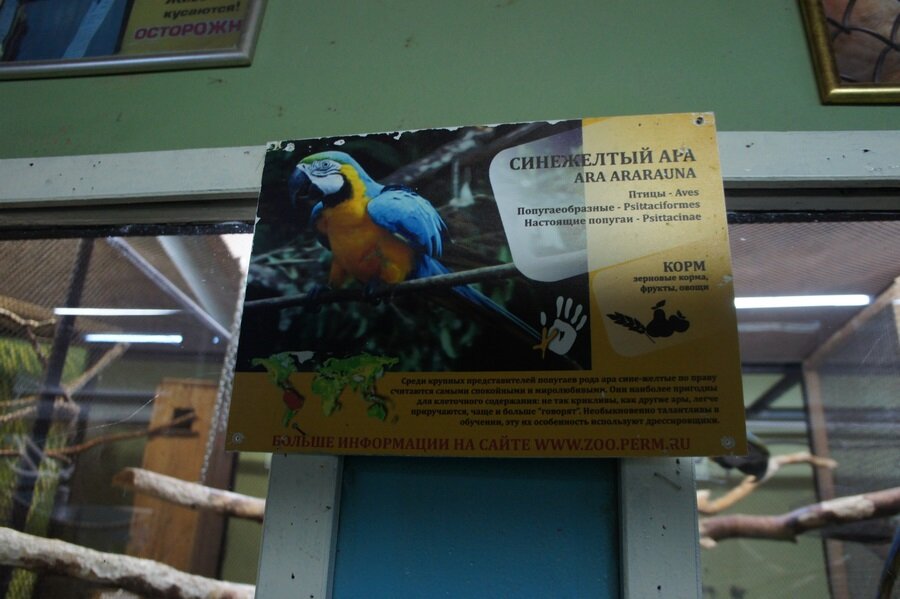 Куда переехал зоопарк пермь. Зоопарк пермь время работы. Зоопарк пермь время работы. Зоопарк пермь время работы. Зоопарк пермь время работы.