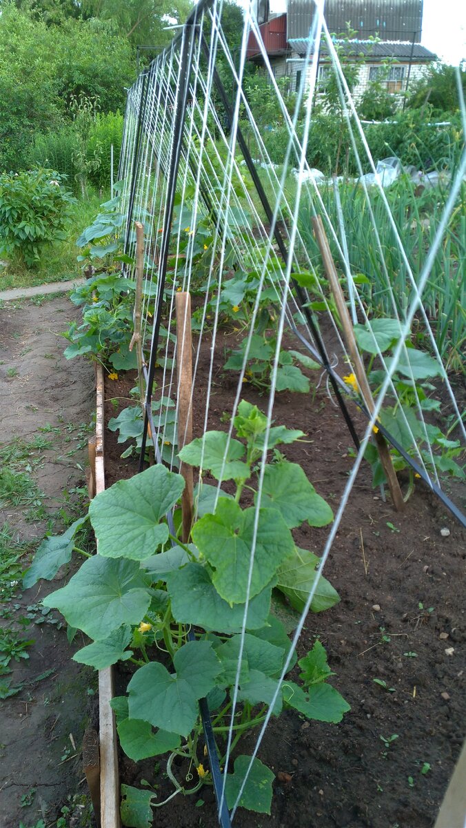 Палочки возле тех, которые еще плохо ухватились. Сорт "Малыш"он и есть малыш.Огурцов пока нет.