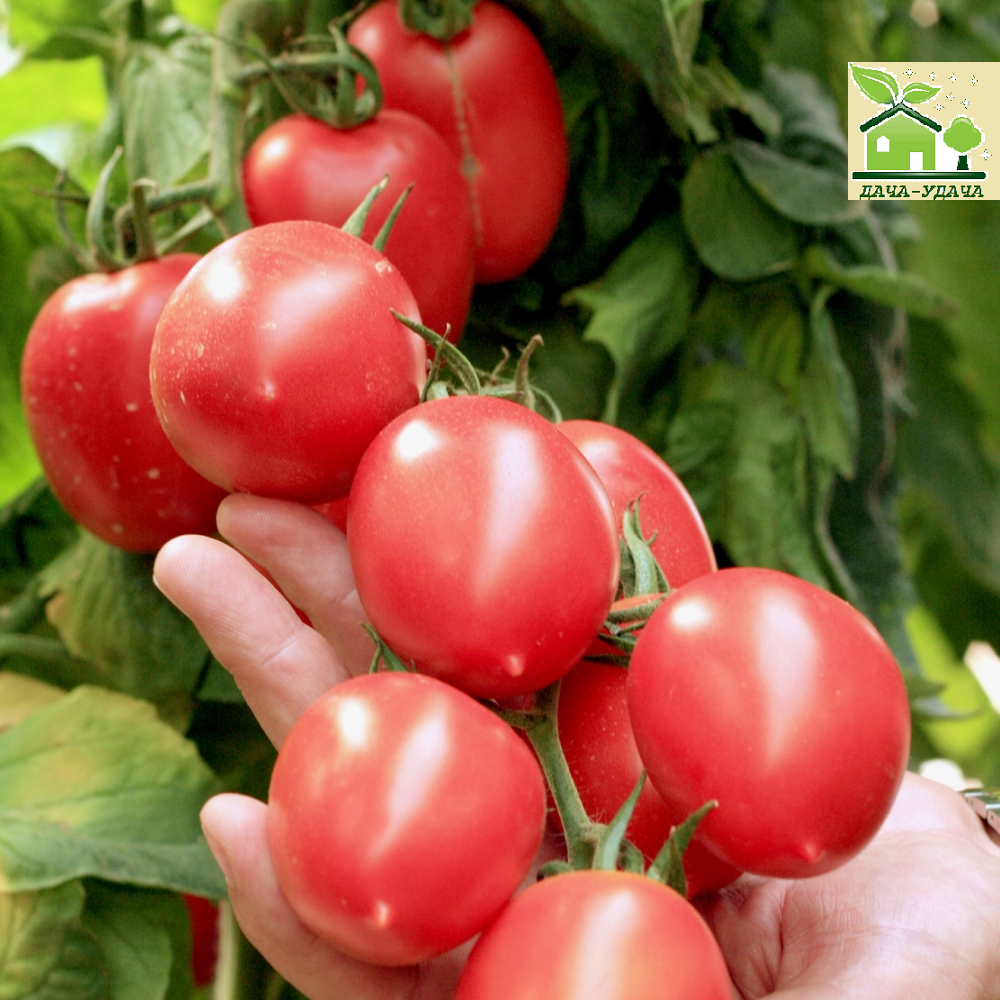 Томат сан марцано. Томат гроздевой- гроздевой французский. Сорт томата французский гроздевой. Томат гроздевой f1. Томат гроздевой f1.