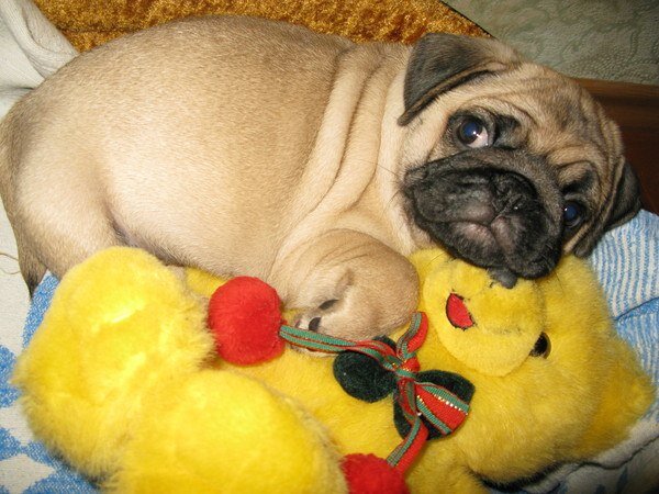 Таким был Гаврик, когда впервые появился у нас в 2012 году