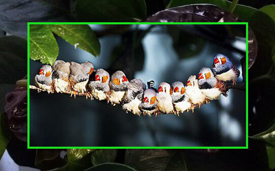 Дружная семейка амадинов