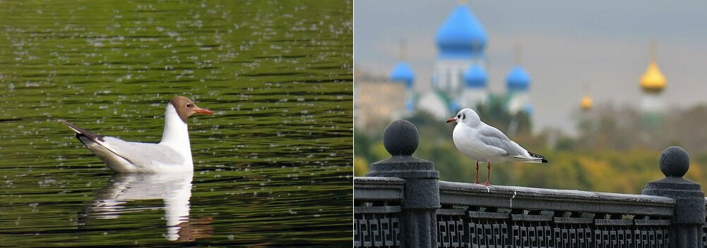 озерная чайка