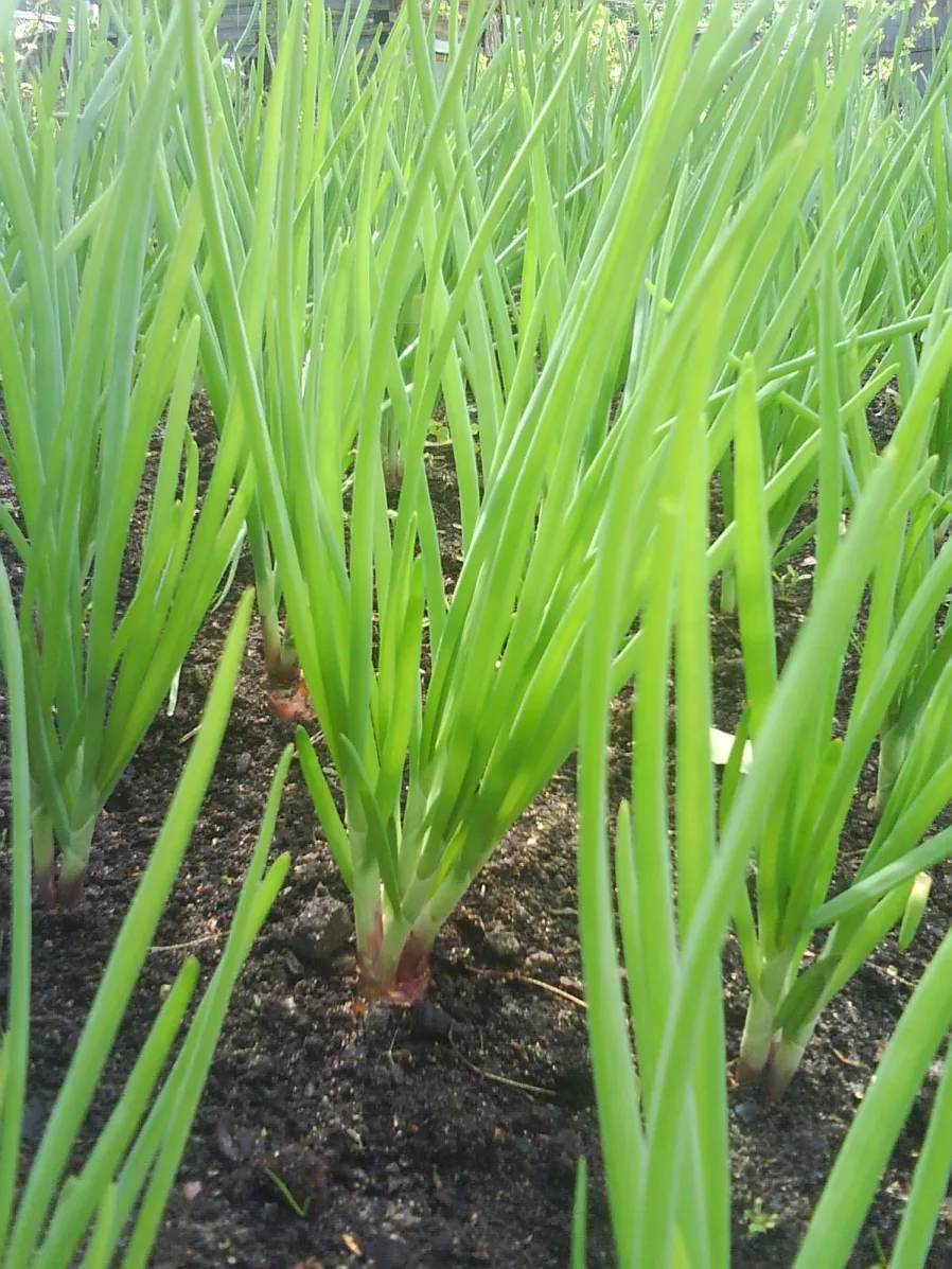  Взято из открытых источников
