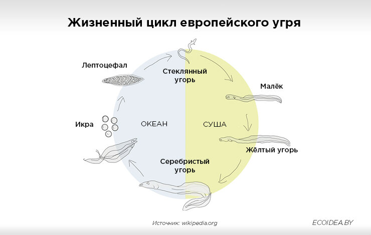 Выгодно ли выращивать угря в УЗВ в России сегодня?