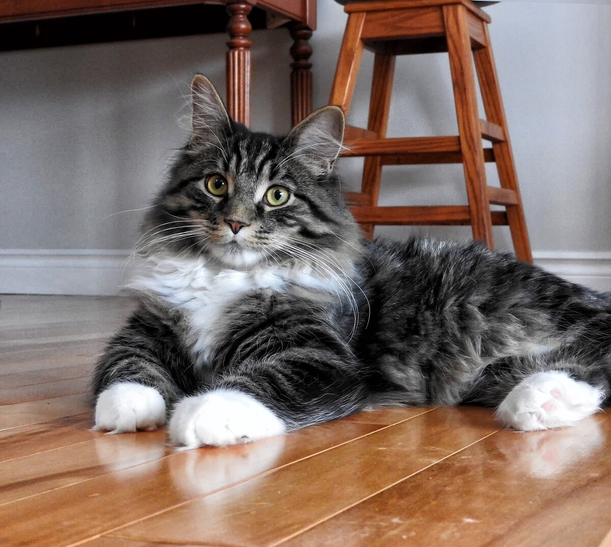 Пропавшая кошка.