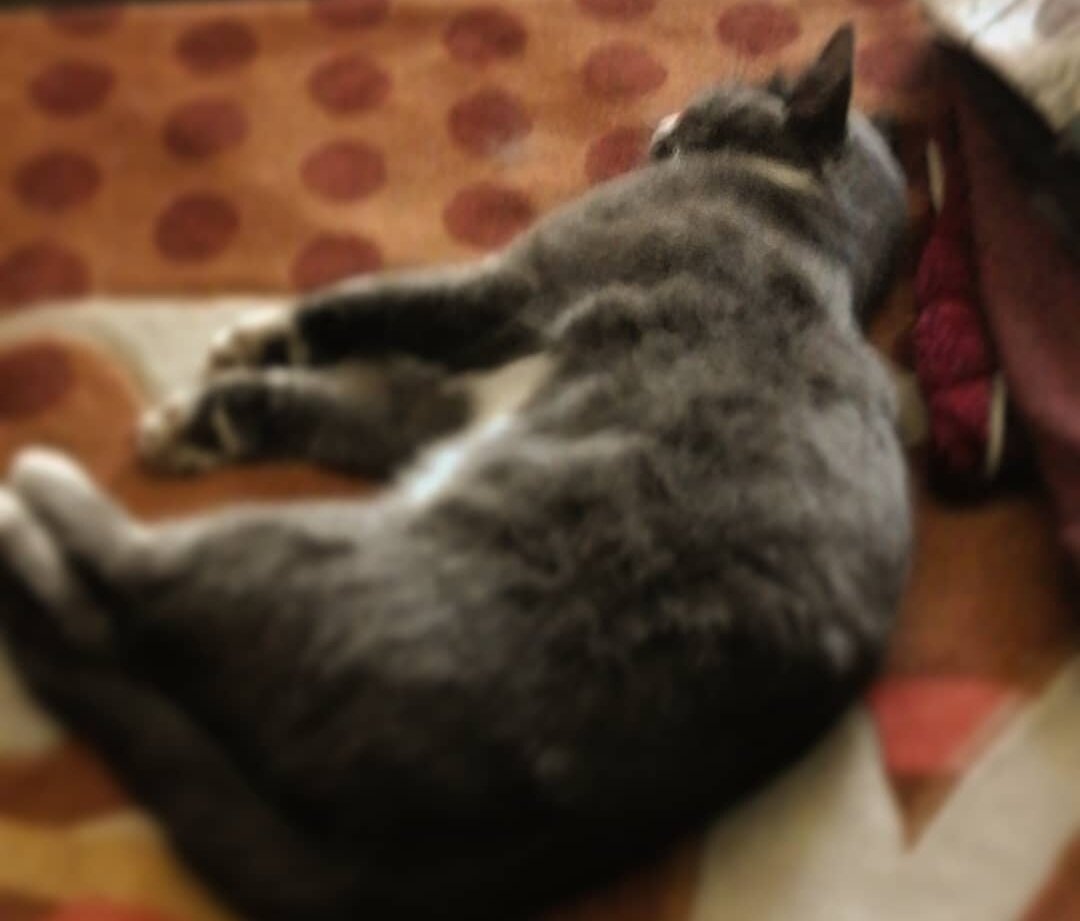 Мой Обьясните, в чём прикол моего кота Дымка.