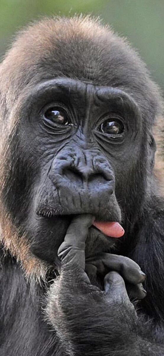 На каких животных мы похожи

Говорят , если из каждого из нас вынуть душу , мы будем очень близки в поступках и похожи на животных . Ведь инстинкты , черты характера , привязанности - весьма схожи . Только чудесный сосуд ,наполненный тайной ,и отличает нас от них . Иногда, кстати , не в лучшую сторону . Но время от времени достаточно полезно и забавно посмотреть на себя и других, вынув этот душевный сосуд на время и ,поставив на полку , тем более он сейчас не в чести .

Хомяки . Неглупы ,зажиточны , скупы , с чувством юмора , в сексе берут в основном рассказами, хомячья растительность и щеки выдают грызуна по жизни . Откусить сразу много мешает страх и размер пасти . Очень усердны . Яркие представители в человеческом роде: Мишустин , Ургант , Мартиросян ,Меркель.
Хэллоуин эти люди не отмечают , они в нём живут .

Павлины .Идиоты  , часто просто дебилы . Хвост как способ продвижения по жизни. Блестит всё, что даже блестеть не может . Рот закрыть ему нельзя , можно только заткнуть или заклеить . В сексе кончает только от комплиментов.Звуки издаёт отвратительные , воинственно - тревожные . Ярчайшие представители в человеческой расе : Охлобыстин , Киркоров, Шнуров, Нагиев ,Трамп , Жириновский, Матвиенко .
Это невероятно коммуникабельные люди и всегда готовы к монологу .

Волки .Сильны , жестоки ,часто представители силовых структур , одеваются в серое , безжалостны , сексом за них занимается охрана .Голос тихий , леденящий . Часто лысываты и клыки зубов несколько выдаются вперёд.Представители в хьюман расе : Путин , Крутой, Воля ,Хилари Клинтон . Они - очень круты и сильны , но бросать пельмешки в воду боятся все .

Змеи.Холодные и склизкие.Удастся ли когда -нибудь использовать их яд в гуманистических целях - далеко не факт. Сексом занимается всем и ничем одновременно .По жизни ее за жопу не возьмёшь. Они среди нас: Бузова , Башар Ассад, Безруков, Мацкявичус.Хороши в дружбе и семье . Ведь трудно выносить мозг людям , если тебе его даже не заносили.

Ленивцы. Чаще сидят или лежат . Большие уши и руки . Ему ничего не нужно . Даже он сам .Сексом не занимается - лень .Даже есть и пить напрягает .Экземпляры : Хабенский, Уткин, Слепаков, Борис Джонсон.Бесконечно долго могут смотреть на огонь и воду . Поэтому постоянно голодны , ведь в это время на их глазах всё съедают и выпивают.

Козлы. Оставлю этот раздел читателям . Народное творчество уже столь ёмко описало этот тип , что добавить просто нечего . Тем более к нему относит себя автор .