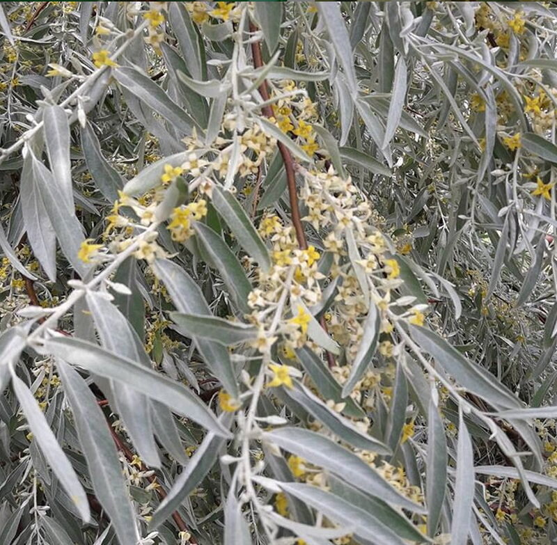 Лох серебристый 