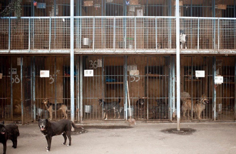 Приют «Дубовая роща». Фото из репортажа «Москва сейчас»