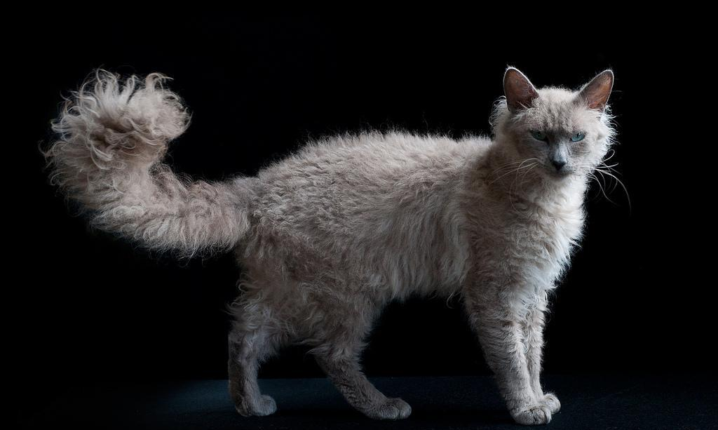 Яндекс Картинки