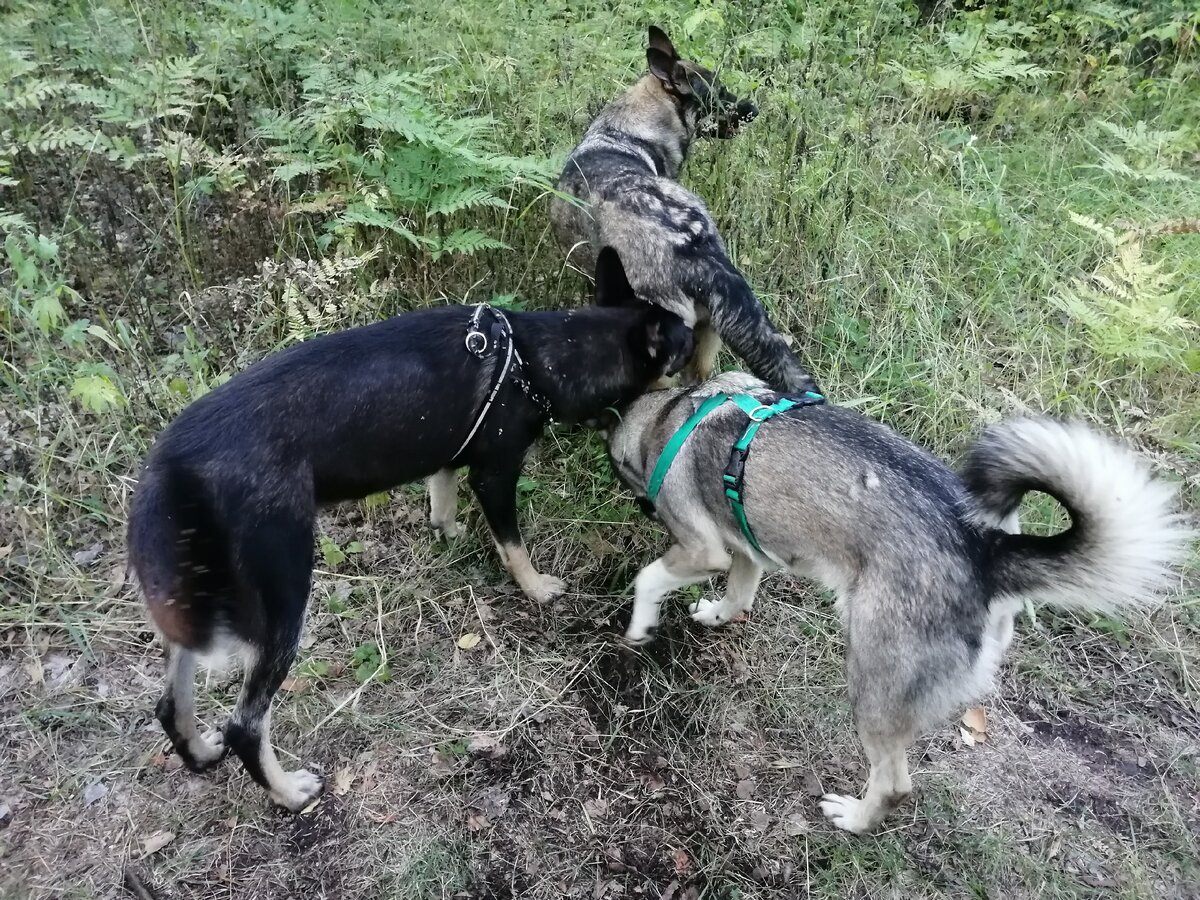 Девочки проводят "техосмотр" своей подружке