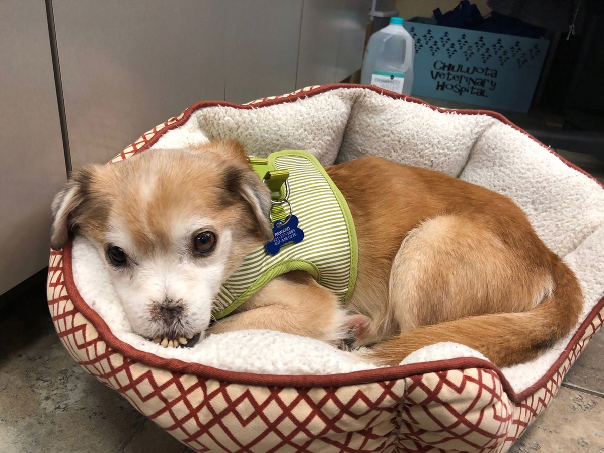 Продавать ли щенков. Щенки вельш корги с мамой. Хаски в усть- лабинске. Птичий рынок. Щенки и котята продаются на рынке.