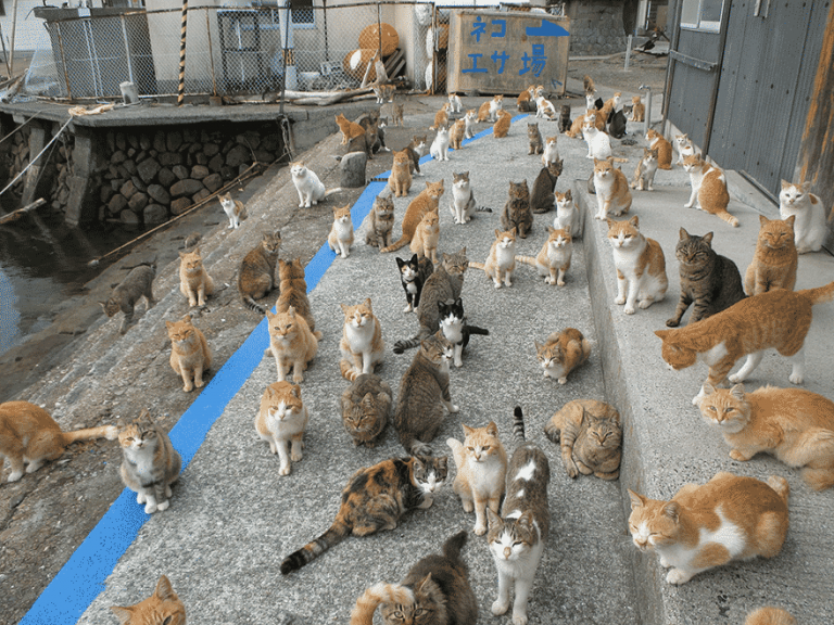 Котики острова Аосима. Источник фото: https://koteiki.com/yaponskiy-ostrov-koshek-poprosil-v-internete-o-korme-i-poluchil-bolshe-chem-smog-u-sebya-razmestit/