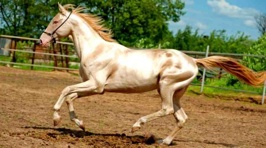 Ахалтекинская лошадь... 