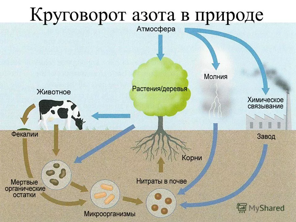 Схема биологического круговорота в природе