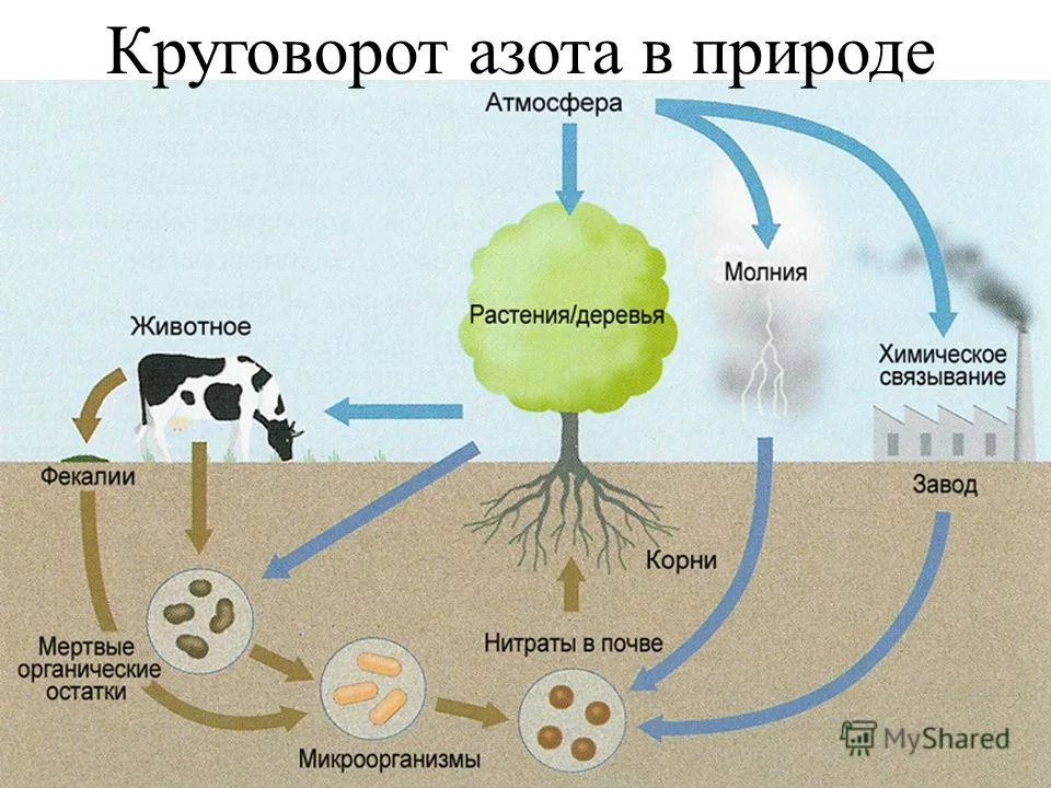 Круговорот азота схема рисунок