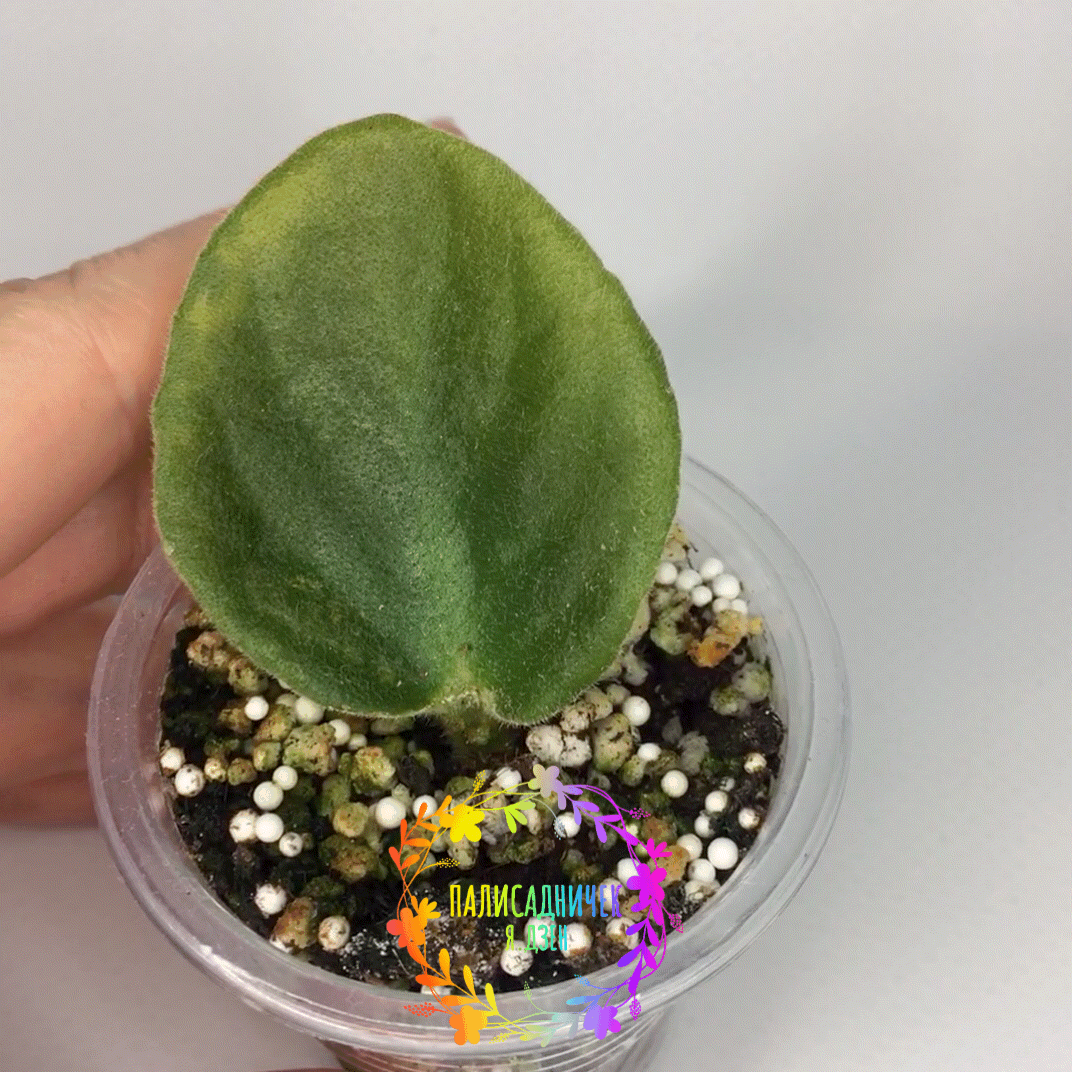 Дело было ровно через месяц с момента посадки его в торф, 5 сентября.