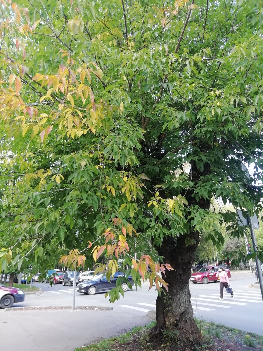 Листочки меняют цвет.
