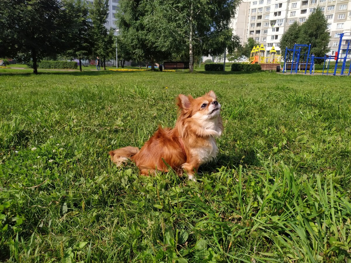 Внимательно слушает команду