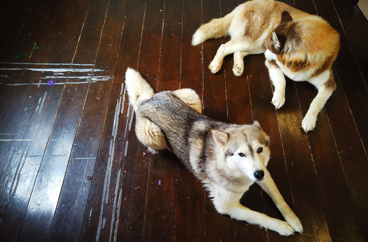 Это не мы, она наговаривает на нас...