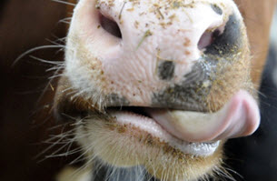 В этот период необходимо начать подготовительное кормление, обязательно включив в рацион постепенно увеличивающееся количество продуктивного комбикорма в размере от 1 до 3 (4) кг на голову в день.