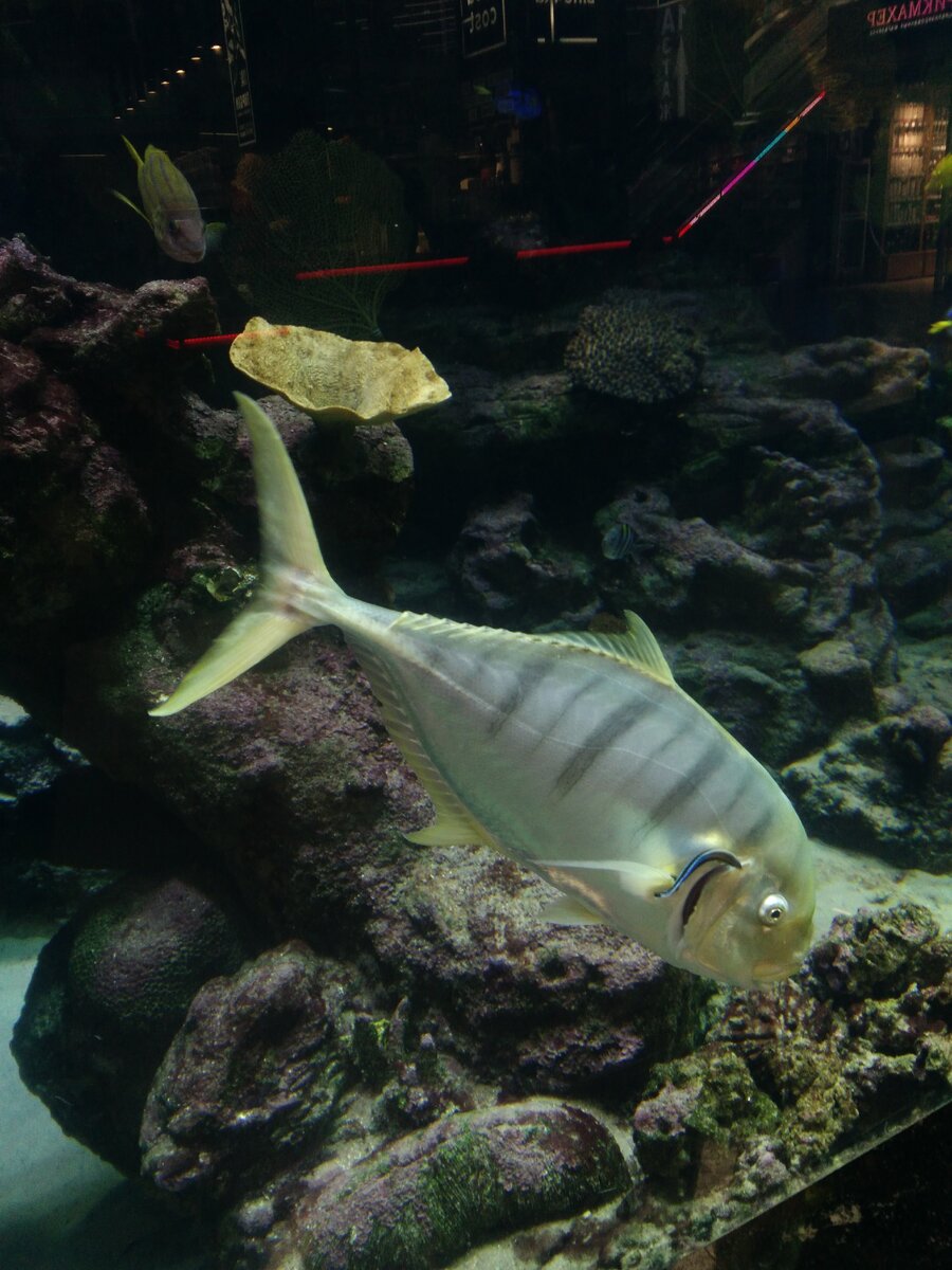 Аквариум в торговом центре. Фото из личного архива