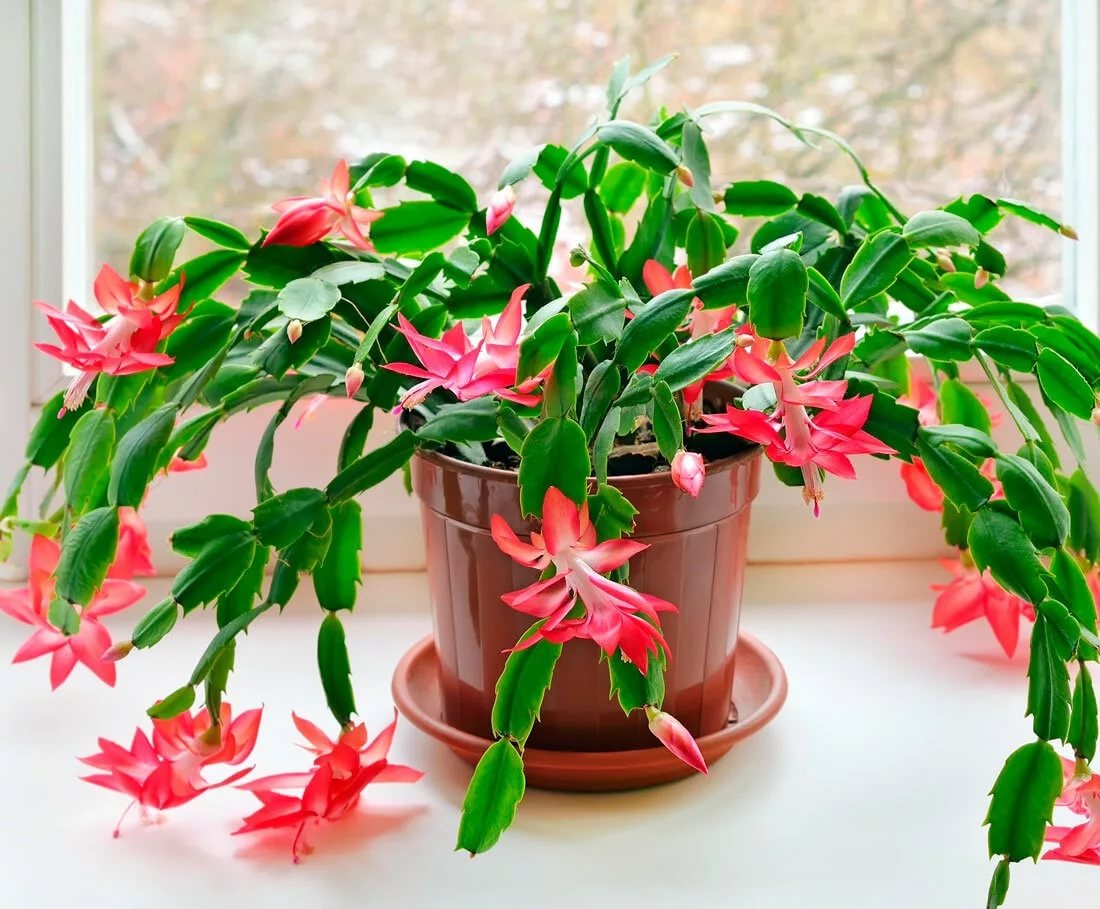 Изображение в свободном доступе