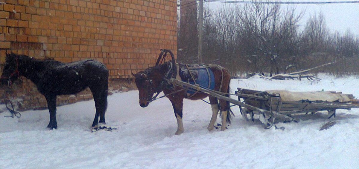 На санях за дровами. Фото автора