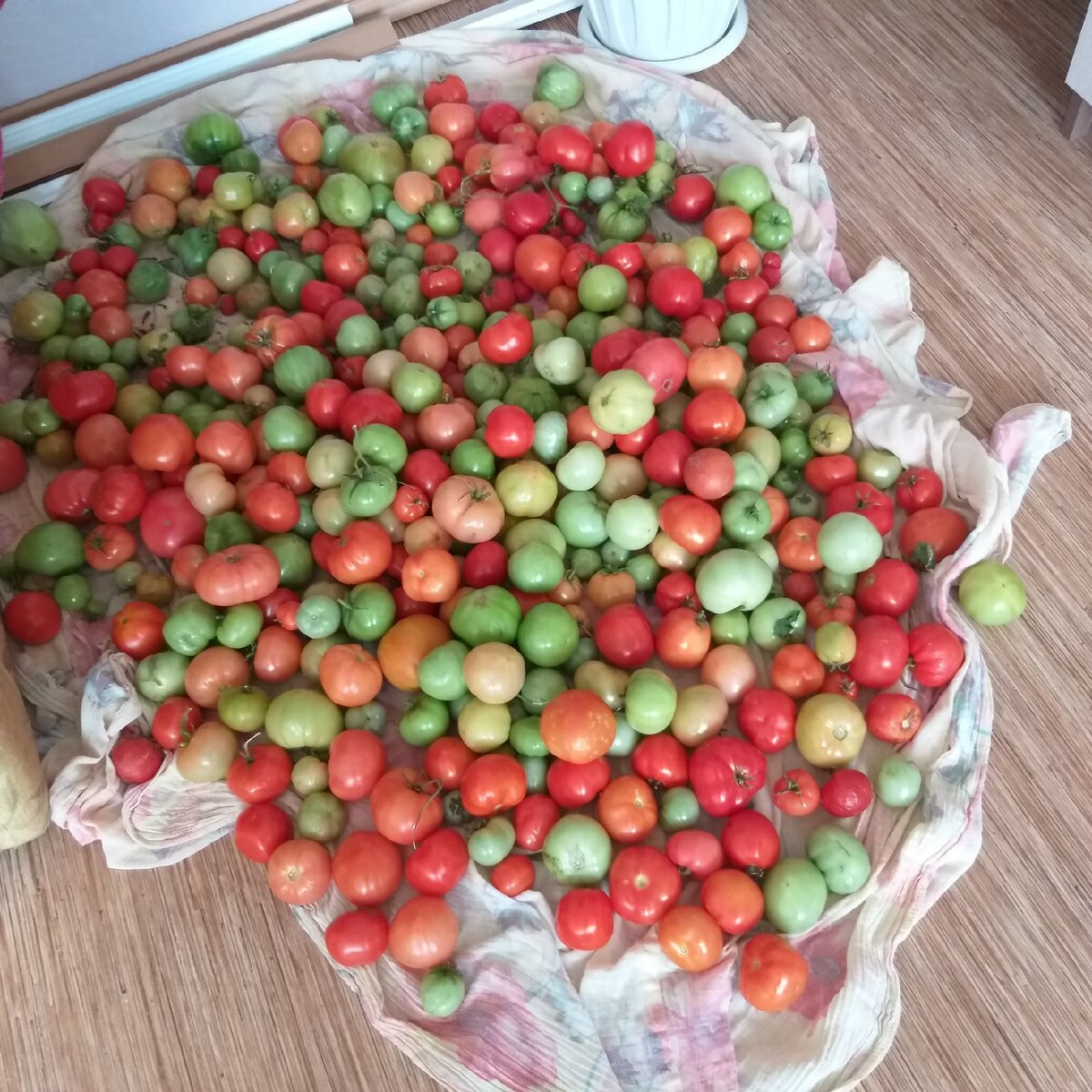 Дозревают помидорки