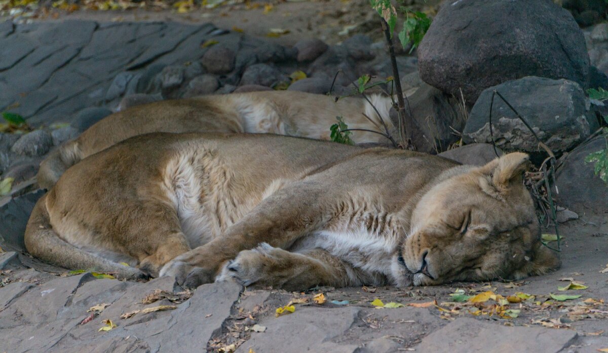 Топ-8 самых красивых диких кошек (моё мнение) | Hellen Geographic | Дзен