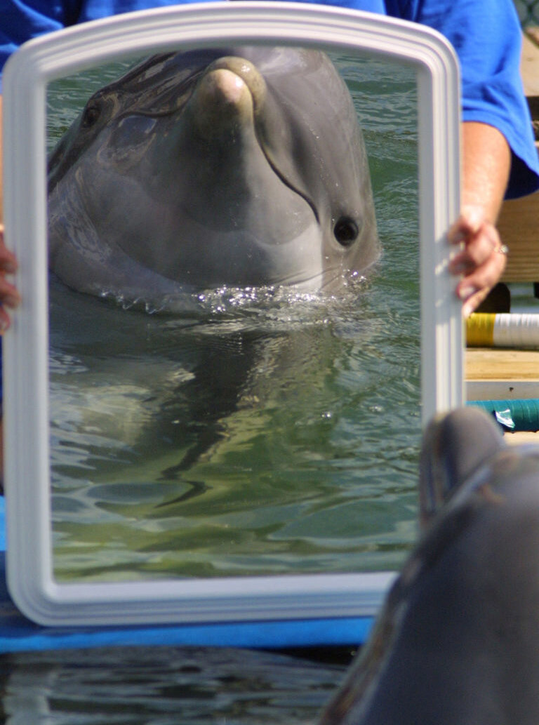 Осознанность ++