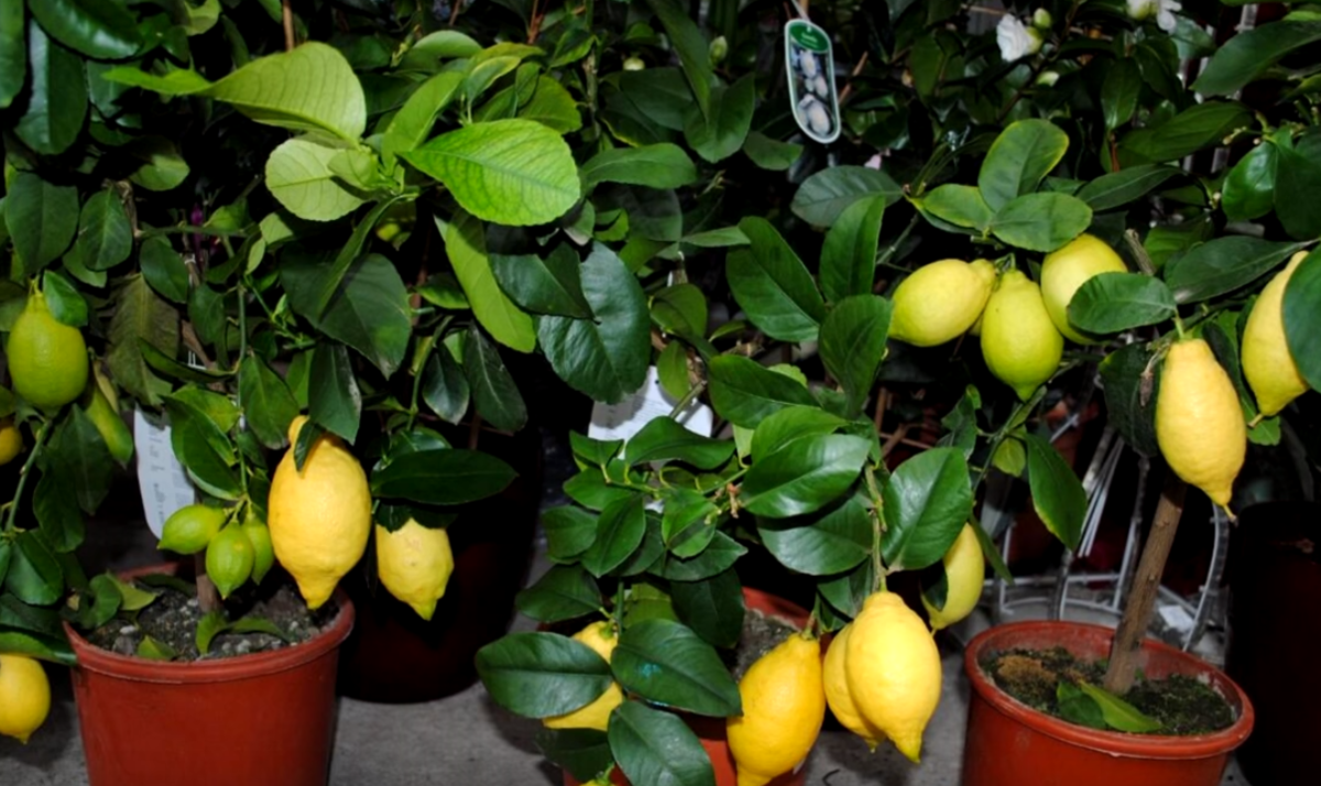 Секреты ухода за домашним лимоном зимой