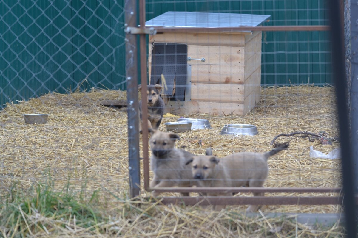 Новая будка у щенков