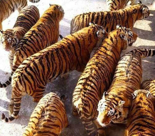 Источник:  fairtopaws / facebook