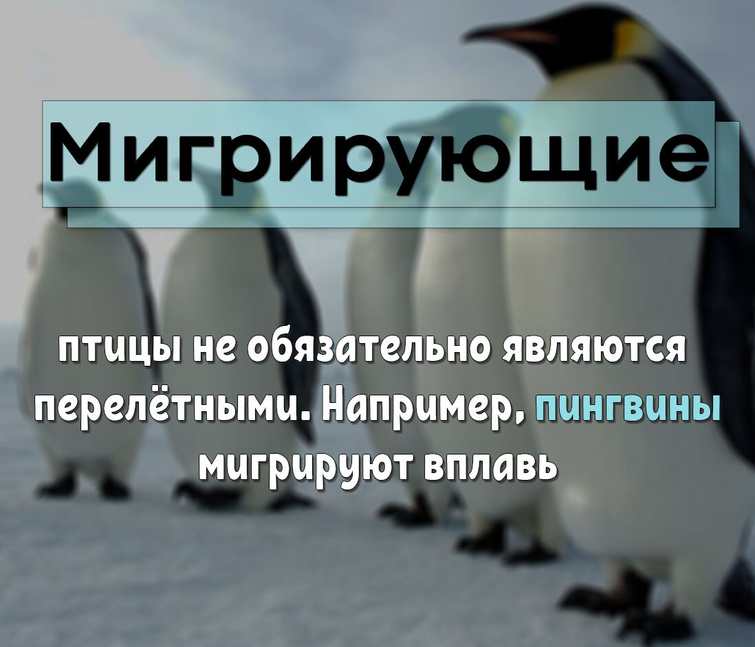 Пингвины