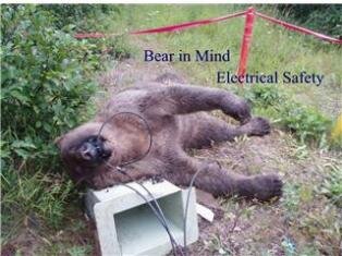 Пострадавший медведь.