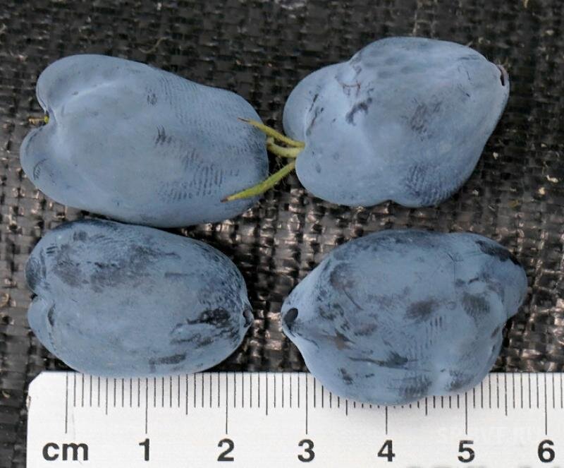 меня впечатлили заявленные размеры ягод выбранных сортов