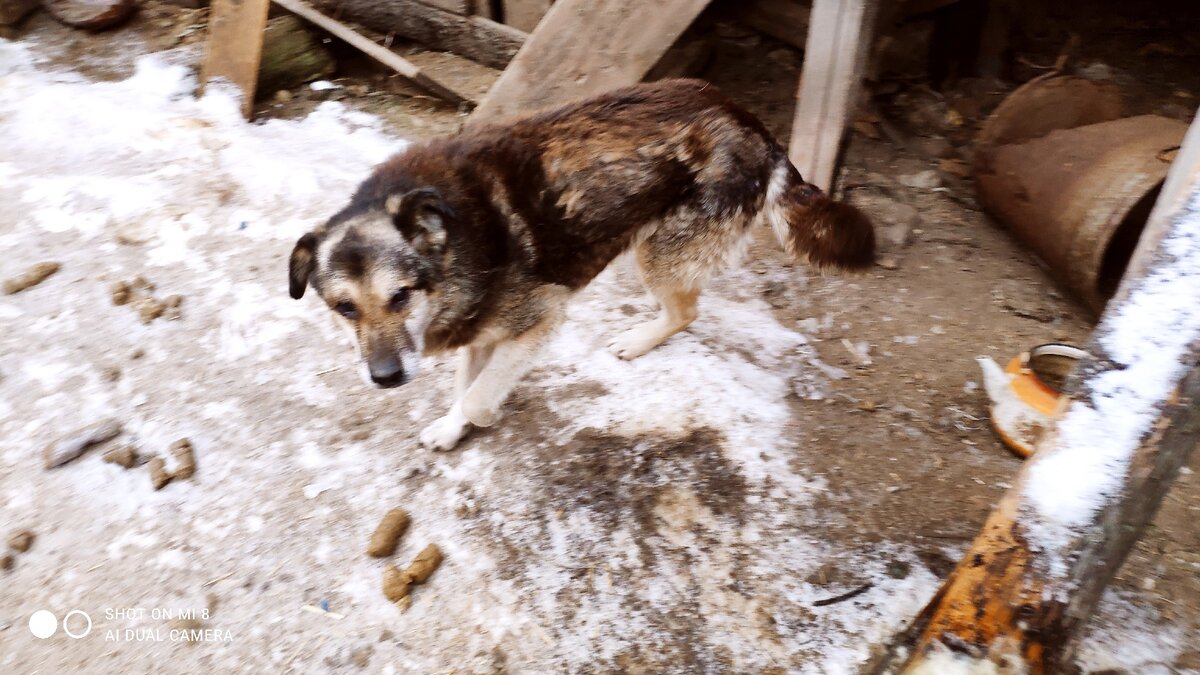Самый возрастной пёс, 12 лет