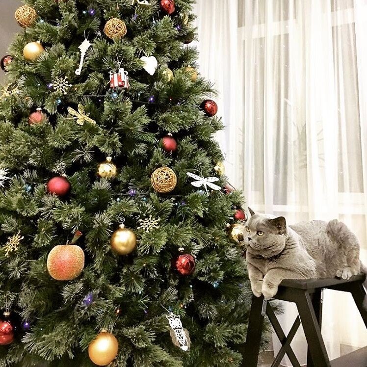 Фотография из открытых источников сети Интернет