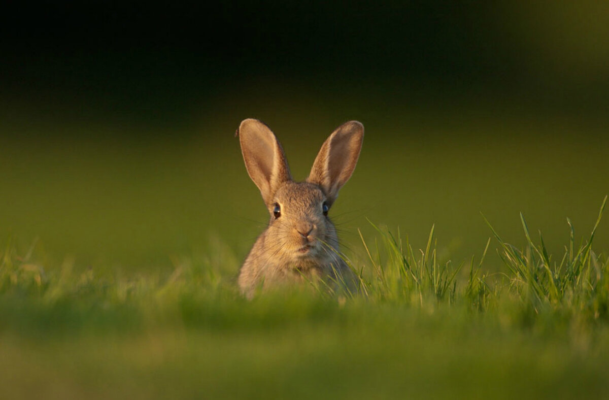 Фото: Эндрю Паркинсон