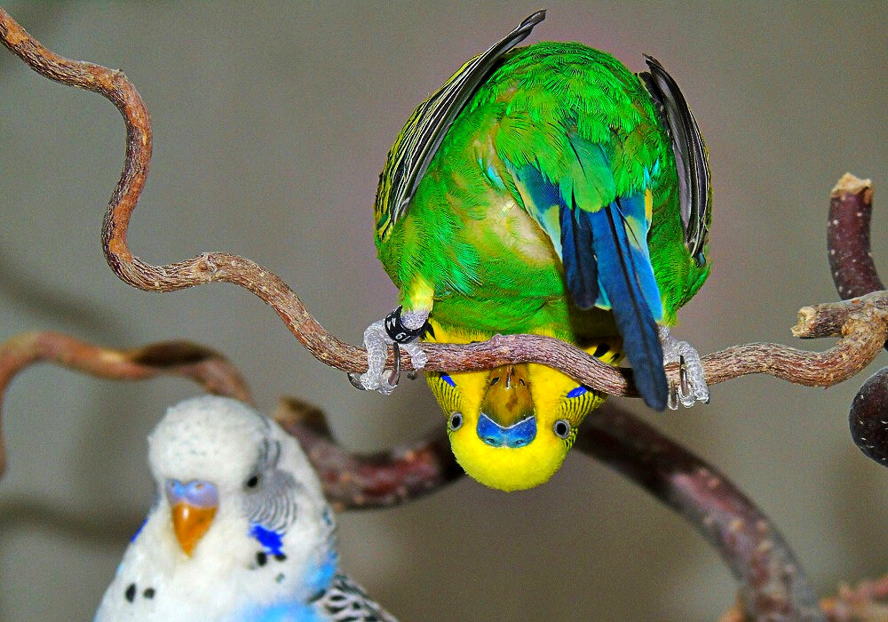 Волнистые попугаи