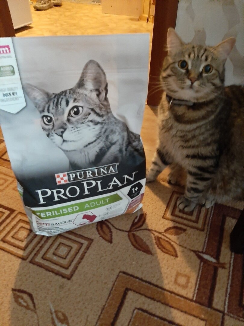 Здесь Фёдор позировал, чтобы оставить отзыв на Яндекс.Маркете за доставку нового вкуса его любимого корма