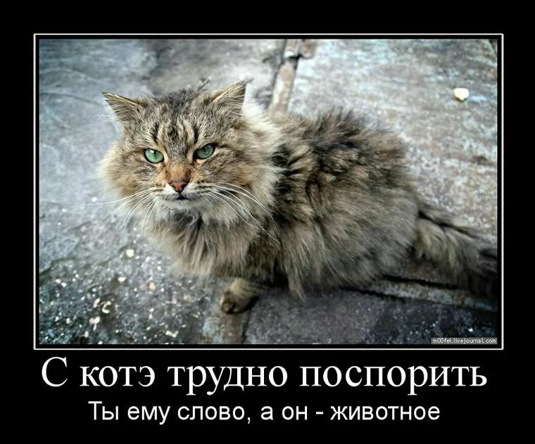 коте демотиваторы. котята демотиваторы. демотиваторы с котиками. кот демотиватор. демотиваторы с котиками.